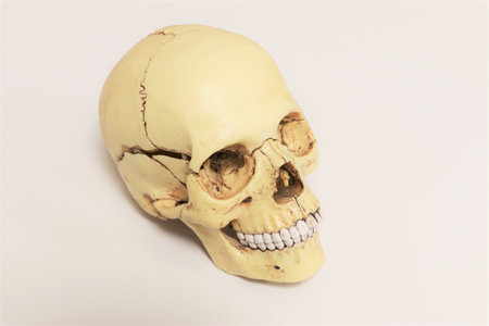 Model of a human skull. biology and anatomy.の写真素材