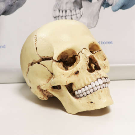 Model of a human skull. biology and anatomy.の写真素材