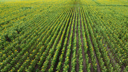 Sunflower field. agriculture and harvest. Raw materials for sunflower oil.の写真素材