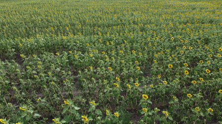 Sunflower field. agriculture and harvest. Raw materials for sunflower oil.の写真素材