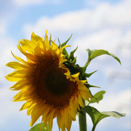 Sunflower close-up. agriculture. harvesting.の写真素材