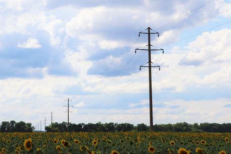 Power lines and a field of sunflowers. agriculture. Ecology and energy.の写真素材