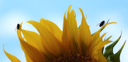 Sunflower close-up. agriculture. harvesting.の写真素材