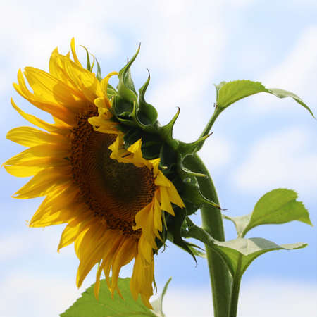 Sunflower close-up. agriculture. harvesting.の写真素材