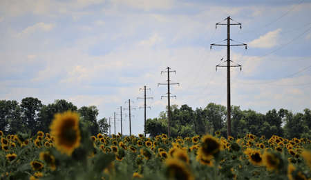 Power lines and a field of sunflowers. agriculture. Ecology and energy.の写真素材