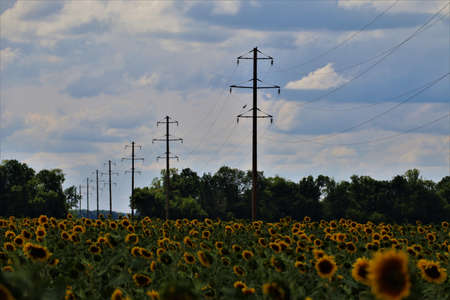 Power lines and a field of sunflowers. agriculture. Ecology and energy.の写真素材