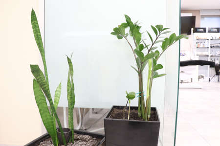 Decorative plants in flowerpots in the office or hospital.の写真素材
