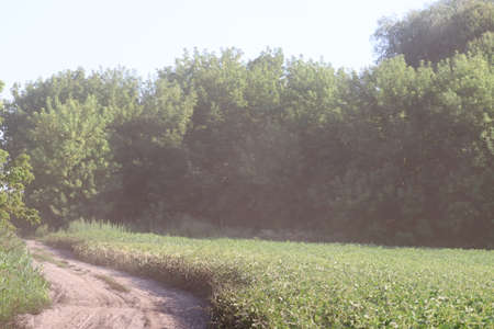 Dust along a dirt road near a field in summer.の写真素材