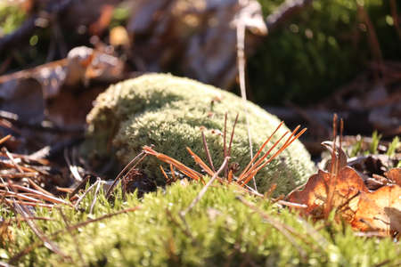 Green moss close-up in the forest.の写真素材