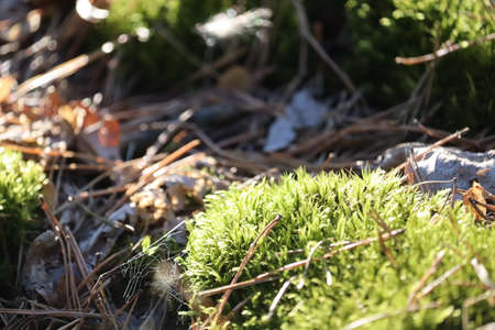 Green moss close-up in the forest.の写真素材