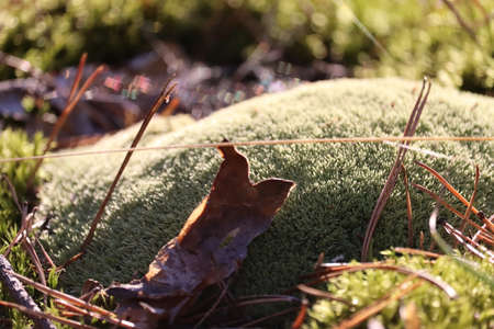 Green moss close-up in the forest.の写真素材