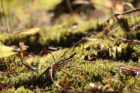 Green moss close-up in the forest.の写真素材