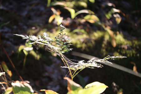 Green moss close-up in the forest.の写真素材