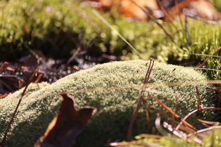Green moss close-up in the forest.の写真素材