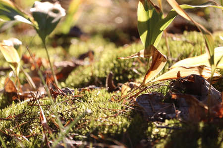 Green moss close-up in the forest.の写真素材