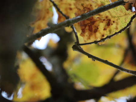 Yellow autumn leaves close up. nature and season.の写真素材