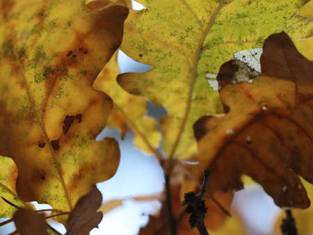 Yellow autumn leaves close up. nature and season.の写真素材