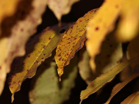 Yellow autumn leaves close up. nature and season.の写真素材