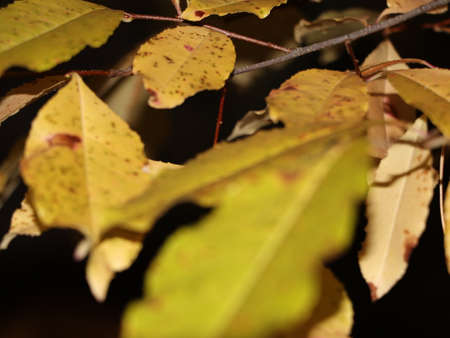 Yellow autumn leaves close up. nature and season.の写真素材