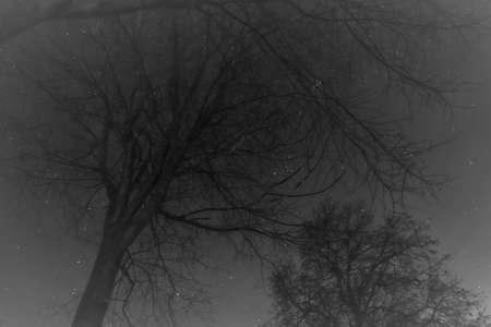 Starry sky through the trees. Astronomy.の写真素材