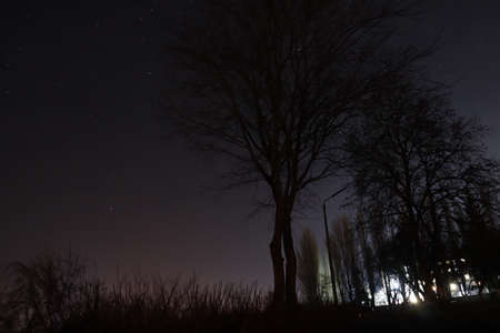Starry sky through the trees. Astronomy.の写真素材