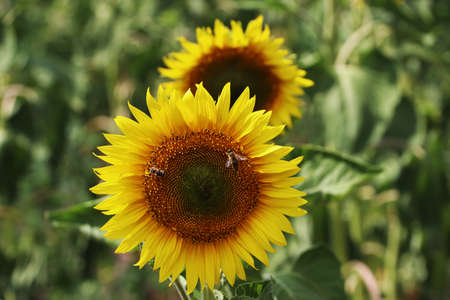 Sunflower pollination by bees close-up. Harvest and agronomy.の写真素材