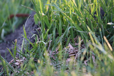Spring green and dry grass close-up.の写真素材