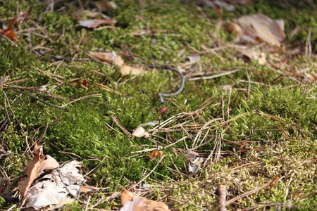 Beautiful green moss in the forest.の写真素材