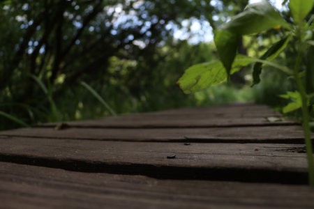 Wooden bridge over a green swamp in summer.の写真素材
