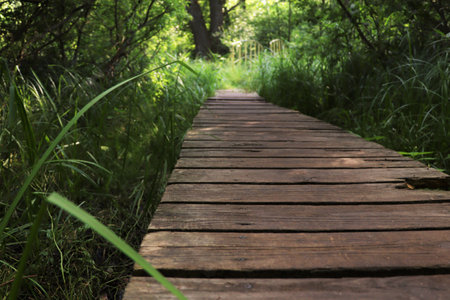 Wooden bridge over a green swamp in summer.の写真素材