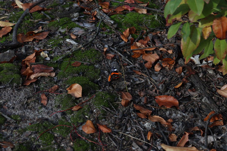 Screensaver in the form of a forest floor. Moss, butterflies, leaves, branches.の写真素材