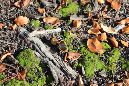 Screensaver in the form of a forest floor. Moss, butterflies, leaves, branches.の写真素材