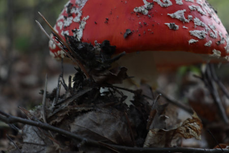 Red fly agaric mushroom close-up. psilocybin.の写真素材