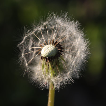 Dandelion close-up. field plant.の写真素材