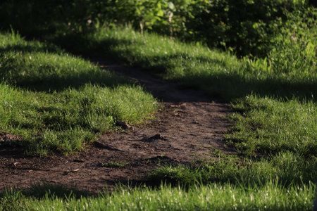Grass in the forest close up. forest path.の写真素材