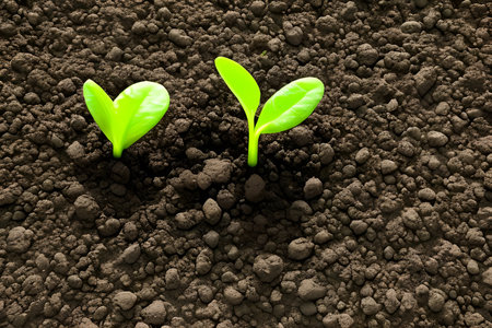 Green plants in the soil. And a simulation.の素材