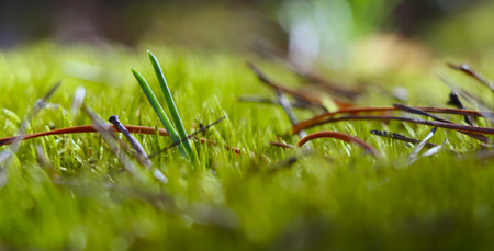 Forest moss close-up. Natural photo.の写真素材