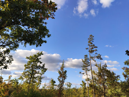 Blue sky with fluffy white clouds seen through tall trees in a forest.の写真素材