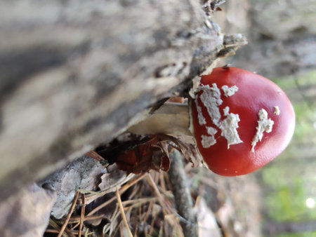 Red mushroom with white spots growing on the forest floor among leaves.の写真素材
