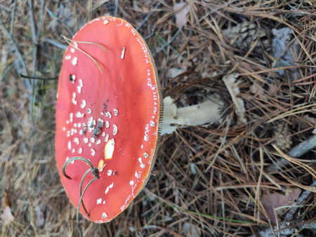 Close-up of a red mushroom with white spots on the forest floor.の写真素材