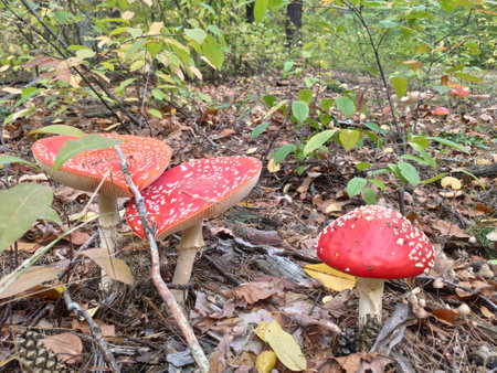 Red mushrooms with white spots growing on the forest floor among leaves.の写真素材