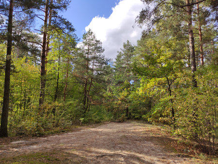 Forest path leading through vibrant green trees and foliage.の写真素材