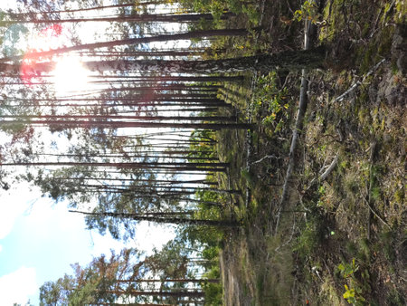 Sunlight filtering through trees in a forest with green foliage.の写真素材