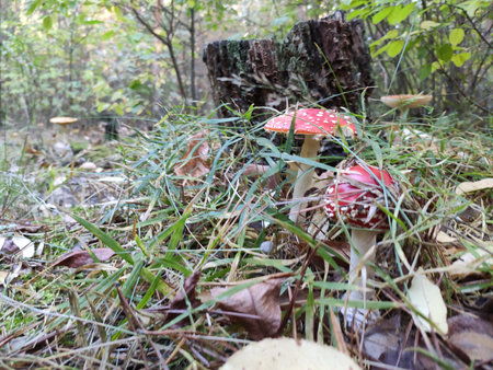 Small red mushroom with white spots on the forest floor.の写真素材