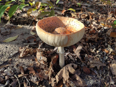 Red mushroom with white spots growing on the forest floor among leaves.の写真素材
