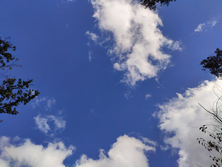 Blue sky with fluffy white clouds seen through tall pine trees.の写真素材
