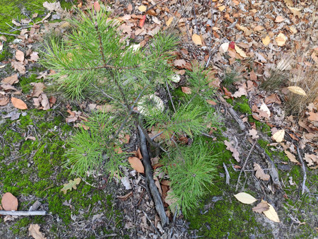 Close-up of pine cones on a branch in the forest with green foliage.の写真素材