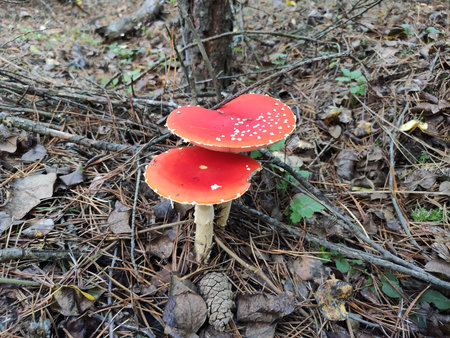 Red mushroom with white spots growing on the forest floor among leaves.の写真素材