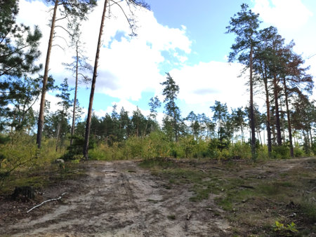 Scenic view of a forest with tall trees under a blue sky.の写真素材