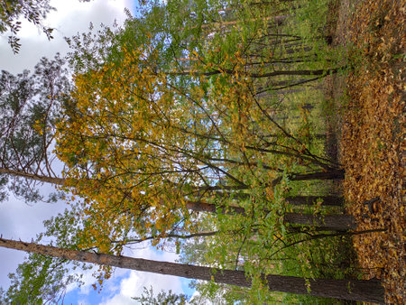 Autumn forest with vibrant yellow leaves on trees and a clear sky.の写真素材